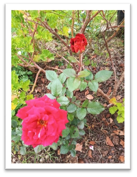 Flowers from ULAF Region