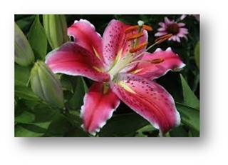 Flower Flower